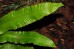 Języcznik zwyczajny  'Undulata' (Phyllitis scolopendrium)